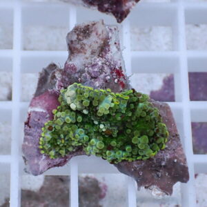 Fragment of purple rock with bright green bubble-like algae growth resting on a white grid surface.