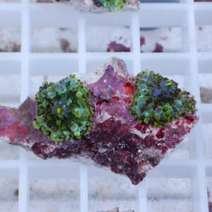 Two bright green zoanthid coral heads attached to a pink-purple rock fragment resting on a white grid, likely in a reef aquarium.