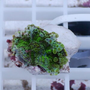 Close-up of a bright green encrusting coral fragment with purple tips on a white rock resting on a light grid in an aquarium.