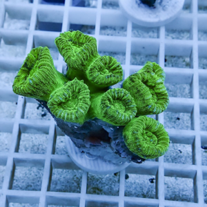 irm-b-2056 - AQUAGIFT 用品ショップ Bright neon green zoanthid corals attached to a plug on a frag rack in a reef aquarium.