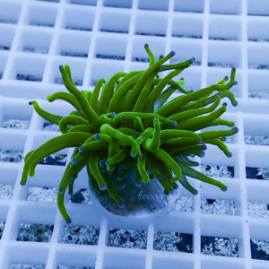 irm-b-2066 - AQUAGIFT 用品ショップ Bright green coral fragment with long, tubular tentacles on a white grid rack in an aquarium setting.