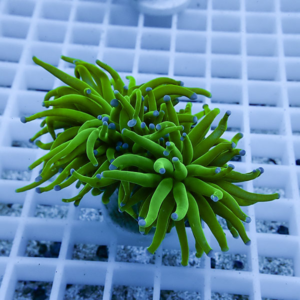 irm-b-2067 - AQUAGIFT 用品ショップ Bright green sea anemone-like coral with long tentacles attached to a small rock on a white coral frag rack in an aquarium setting