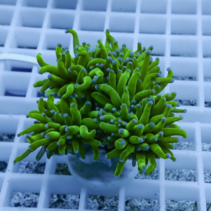 irm-b-2070 - AQUAGIFT 用品ショップ Bright green branching coral fragment with blue-tipped tips on a white grid rack on an aquarium rack.
