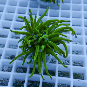 irm-b-2071 - AQUAGIFT 用品ショップ Bright green coral frag with long, wavy tentacles resting on a white grid rack in an aquarium setting.