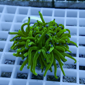 Green sea anemone with elongated tentacles and purple-tipped ends resting on a white grid surface in an aquarium.