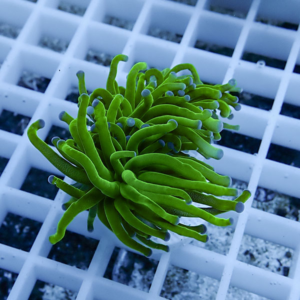 irm-b-2073 - AQUAGIFT 用品ショップ Bright green sea anemone/coral with long wavy tentacles resting on a white grid rack in an aquarium.