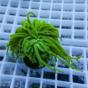 Bright green sea anemone fragment with long curling tentacles on a small rock, placed on a white grid rack.