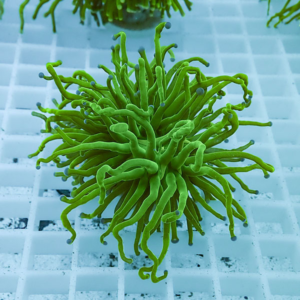 irm-b-2076 - AQUAGIFT 用品ショップ Green, long-tentacled coral frag resting on a white grid frag plug, showing vibrant neon-green polyp tentacles.