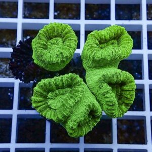 irm-b-2079 - AQUAGIFT 用品ショップ Bright neon-green brain coral fragments with ruffled ridges on a white grid rack.