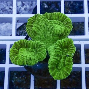 Bright green coral frag with ruffled edges resting on a white grid rack.