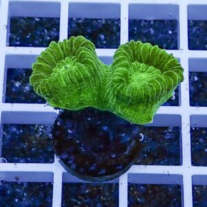 irm-b-2082 - AQUAGIFT 用品ショップ Bright neon-green coral fragment with ruffled edges mounted on a small dark plug, resting on a white grid rack.
