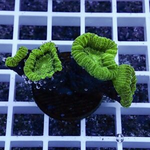irm-b-2083 - AQUAGIFT 用品ショップ Small black pot with bright green, ruffled leaves sits on a white grid surface; water droplets cling to the leaves and pot.
