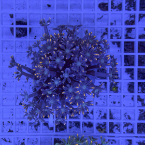 Blue-tinted coral fragment with branching polyps on a grid rack in an aquarium setting under blue light