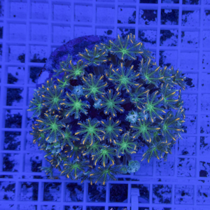 Close-up of a green star polyp coral colony under blue aquarium lighting on a grid surface behind it.