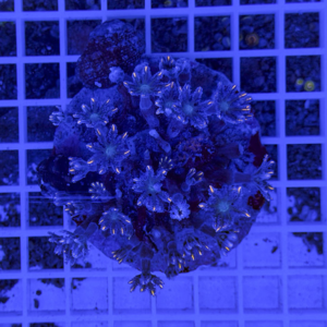 irm-b-2099 - AQUAGIFT 用品ショップ Blue-tinted coral frag with branching polyps on a circular plug resting on a grid under aquarium lighting