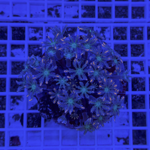 Coral frag with bright star-shaped polyps under blue lighting on a plug resting on a grid shelf.