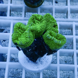 Bright green coral fragment with wavy ridges mounted on a white plug in a reef tank.