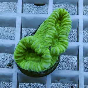 Bright green coral fragment with ridged, braided surface in a small pot on a grid shelf.