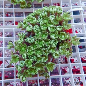Close-up of a lime-green, frilly-leaved succulent on a white grid surface.