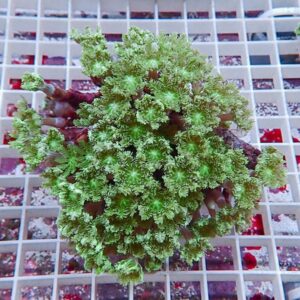 Green, frilly-leaved succulent cutting resting on a white grid surface