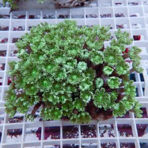 Close-up of a green succulent with finely serrated, frilly leaves forming a dense mound in a pot on a white grid surface.