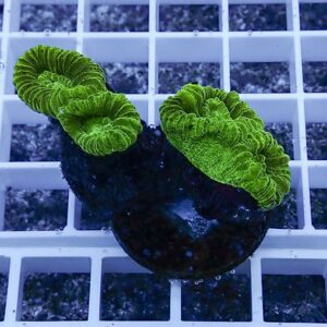 Bright green ruffled mushroom coral on a dark plug resting on a white grid surface (aquarium coral).