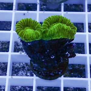 Bright green, ruffled coral polyps atop a dark coral plug, resting on a white grid rack in an aquarium setting.