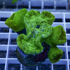 Bright green coral fragment mounted on a plug, sitting on a white frag rack in an aquarium.
