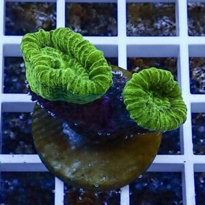 Bright green coral colony with large, ribbed circular polyps on a brown plug, resting on a white grid.