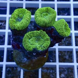 Neon green button zoanthid coral polyps clustered on a purple base in an aquarium setting