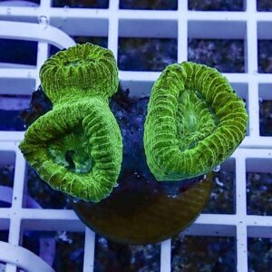 Bright green brain coral polyps mounted on a plug, sitting on a white grid in an aquarium setup.