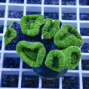 Bright green zoanthid coral frag with ruffled circular polyps on a blue plug, in an aquarium setting.