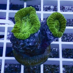 Two bright neon-green, frilly coral polyps extending from a dark rock-like base on a white grid surface, resembling curled rims or flowers.