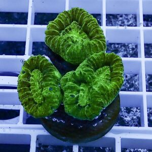 Three bright green mushroom corals with ridged, folded surfaces on a dark coral plug placed on a white grid.