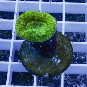 Bright green, wrinkled cup-shaped coral on a dark brown disc atop a white grid with water droplets nearby.
