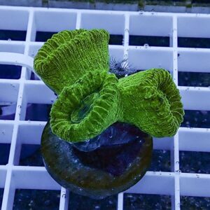 Bright green brain coral fragment resting on a brown rock on a white grid aquarium rack.