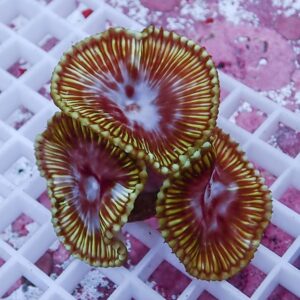 Circular coral polyps with red centers and yellow-green edges resting on a white grid, close-up view.