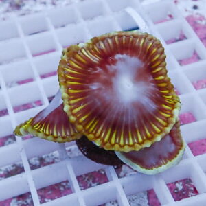 Close-up of a purple and yellow mushroom coral fragment with radiating ridges on a white grid surface.
