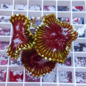 Red and green mushroom coral with yellow-edged polyps resting on a white grid rack.