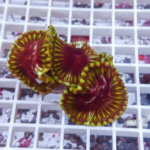 Cluster of red-centered, lime-green-edged zoanthid coral polyps resting on a white grid rack.