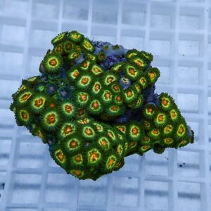 Close-up of a neon green zoanthid coral colony with orange-centered polyps on a purple base, mounted on a grid-based plug.