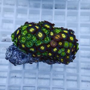Vibrant zoanthid coral colony with green-centered polyps and orange-yellow rings on a rocky base.