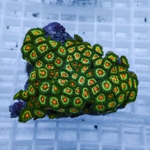 Cluster of green zoanthid corals with orange centers on a rock under blue aquarium lighting