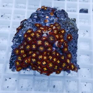 Red and orange zoanthid coral colony with yellow centers on a dark rock fragment on a white grid background, close-up view