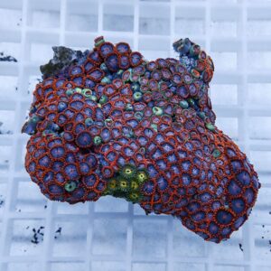 Colorful zoanthid coral fragment with orange-edged blue polyps on a white grid background