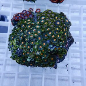 Colorful zoanthid coral colony with green tentacles and orange centers on a rock, in a reef tank setting.