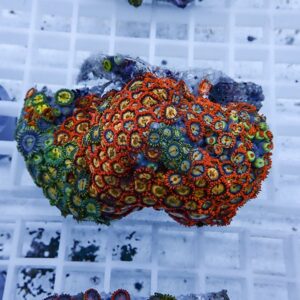 Colorful zoanthid coral colony with orange, red, blue and green polyps on a rock fragment in an aquarium raid rack surface nearby.