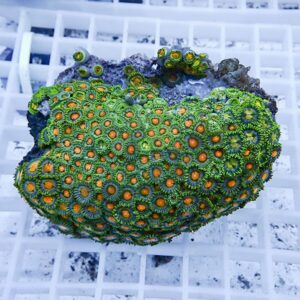 Bright green zoanthid coral colony with orange centers on a rock, resting on a white grid rack.