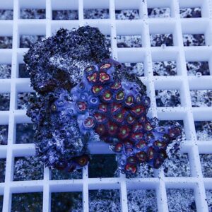 Colorful encrusting coral fragment with bright green and red polyps on a white grid panel in an aquarium setting