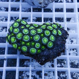 Bright green zoanthid coral colony with neon centers and dark fringed polyps on a rock placed on a white grid backdrop